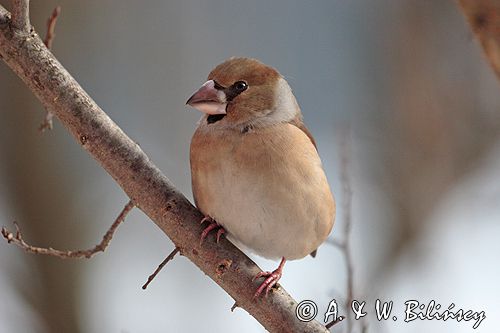 grubodziób Coccothraustes coccothraustes