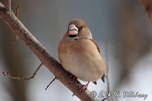 grubodziób Coccothraustes coccothraustes