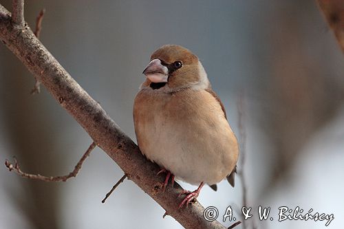 grubodziób Coccothraustes coccothraustes