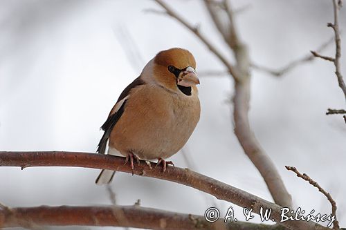 grubodziób Coccothraustes coccothraustes