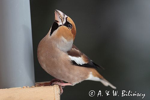 grubodziób Coccothraustes coccothraustes