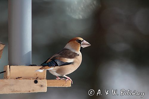 grubodziób Coccothraustes coccothraustes