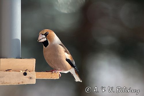 grubodziób Coccothraustes coccothraustes