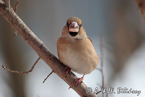 grubodziób Coccothraustes coccothraustes