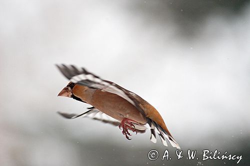 grubodziób Coccothraustes coccothraustes