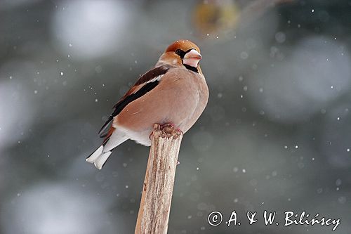 grubodziób Coccothraustes coccothraustes