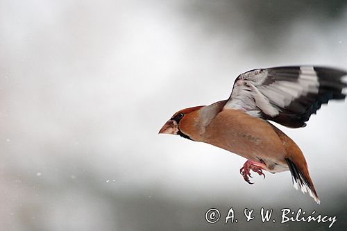 grubodziób Coccothraustes coccothraustes