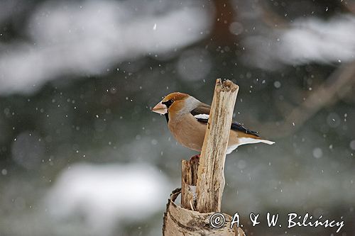 grubodziób Coccothraustes coccothraustes