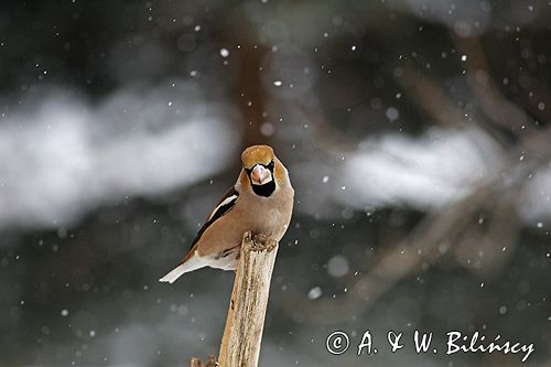 grubodziób Coccothraustes coccothraustes