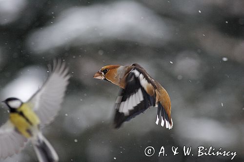 grubodziób Coccothraustes coccothraustes