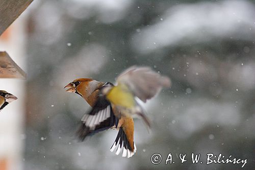 grubodziób Coccothraustes coccothraustes