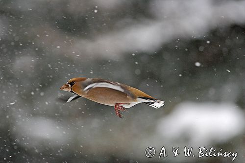 grubodziób Coccothraustes coccothraustes