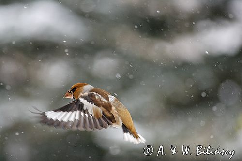 grubodziób Coccothraustes coccothraustes