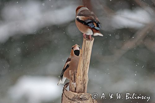 grubodziób Coccothraustes coccothraustes