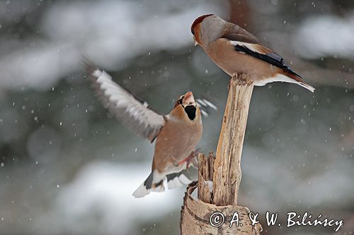 grubodziób Coccothraustes coccothraustes