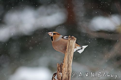 grubodziób Coccothraustes coccothraustes