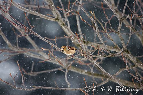 grubodziób Coccothraustes coccothraustes