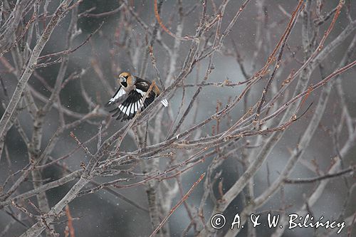 grubodziób Coccothraustes coccothraustes