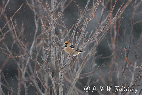 grubodziób Coccothraustes coccothraustes