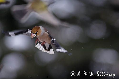 grubodziób Coccothraustes coccothraustes