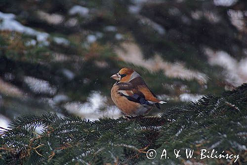 grubodziób Coccothraustes coccothraustes