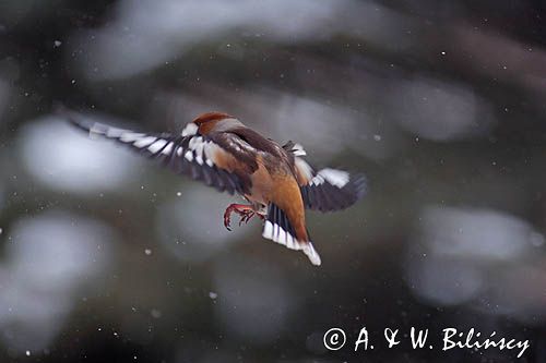 grubodziób Coccothraustes coccothraustes