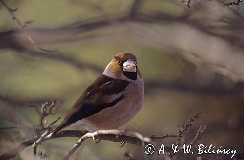 grubodziób Coccothraustes coccothraustes)