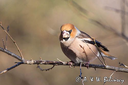 grubodziób Coccothraustes coccothraustes