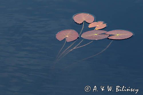 Grzybienie białe, Nymphaea alba, liście