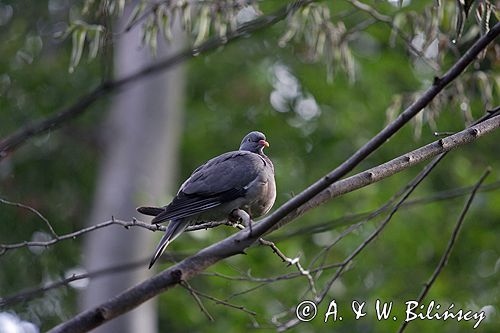 Gołąb grzywacz grzywacz) Columba palumbus L