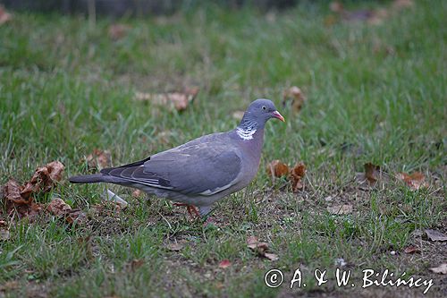 Gołąb grzywacz grzywacz) Columba palumbus L