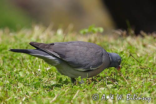 Gołąb grzywacz grzywacz) Columba palumbus L