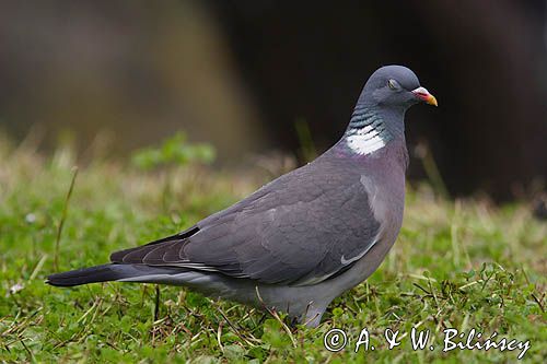 Gołąb grzywacz grzywacz) Columba palumbus L z przymróżonym okiem