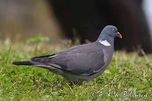 Gołąb grzywacz grzywacz) Columba palumbus L