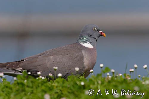 Gołąb grzywacz grzywacz) Columba palumbus L