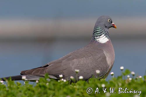 Gołąb grzywacz grzywacz) Columba palumbus L