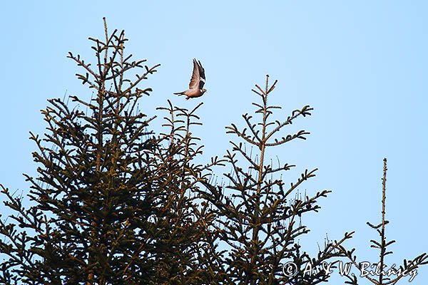 Gołąb grzywacz, grzywacz, Columba palumbus