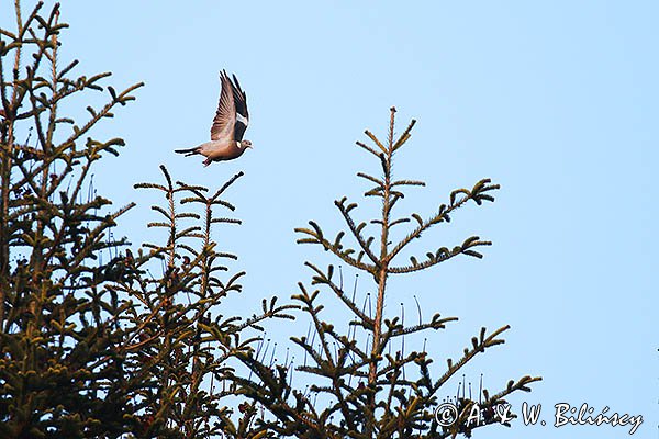 Gołąb grzywacz, grzywacz, Columba palumbus