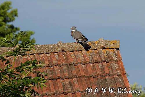 Gołąb grzywacz, grzywacz, Columba palumbus