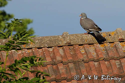 Gołąb grzywacz, grzywacz, Columba palumbus