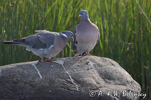 Gołąb grzywacz, grzywacz, Columba palumbus