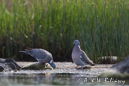 Gołąb grzywacz, grzywacz, Columba palumbus