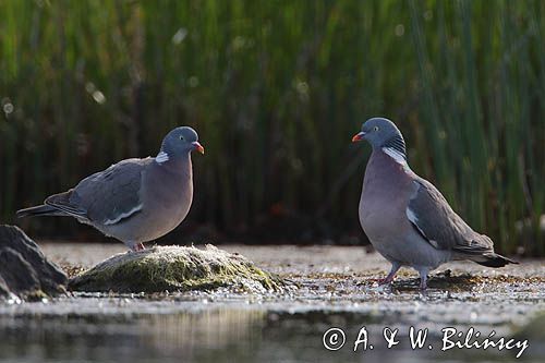 Gołąb grzywacz, grzywacz, Columba palumbus