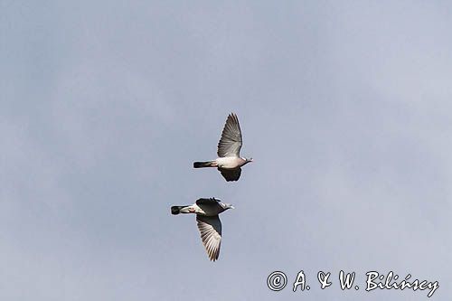 Gołąb grzywacz, grzywacz, Columba palumbus