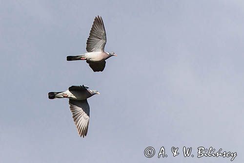 Gołąb grzywacz, grzywacz, Columba palumbus