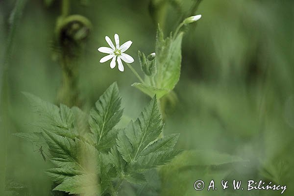 Gwiazdnica pospolita, Stellaria media