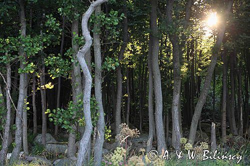 tajemniczy las na wyspie Hano, Szkiery Blekinge, Szwecja