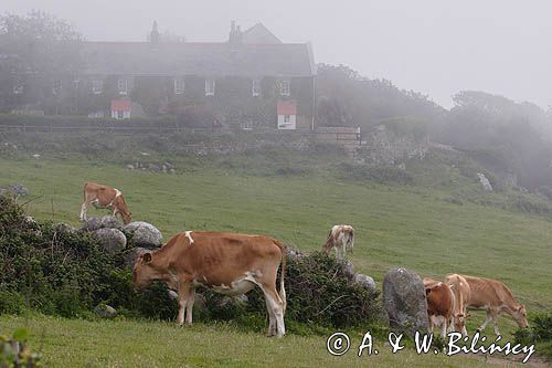 farma na wyspie Herm, Channel Islands, Anglia, Wyspy Normandzkie, Kanał La Manche