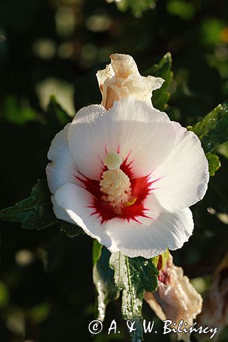 hibiscus syriacus, ketmia syryjska, Red Heart