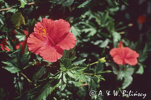 kwiat Hibiskusa, Hibiscus, róża chińska